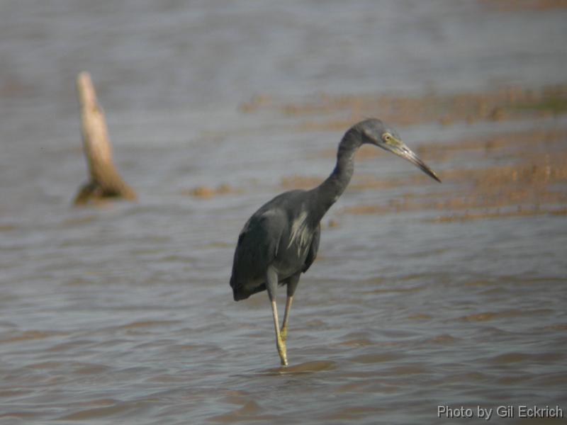 Little Blue Heron 